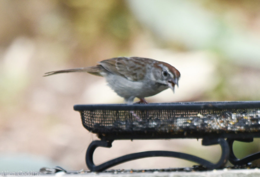 Sparrow ID 3.jpg