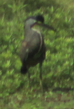 Juvenile Capped Heron.PNG