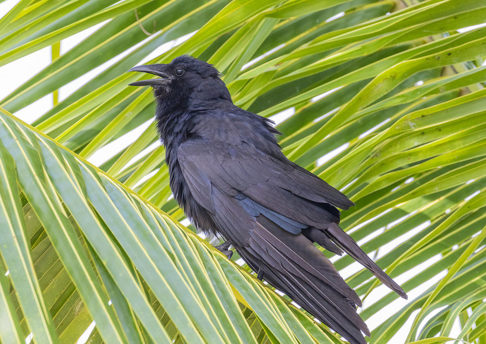 RG011998 Bird in a Palm Tree.jpg