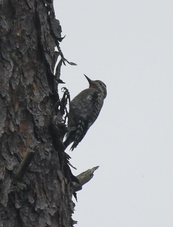 Dark Woodpecker.jpg