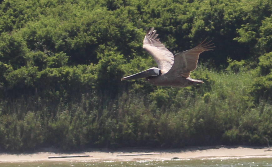 brown pelican.PNG