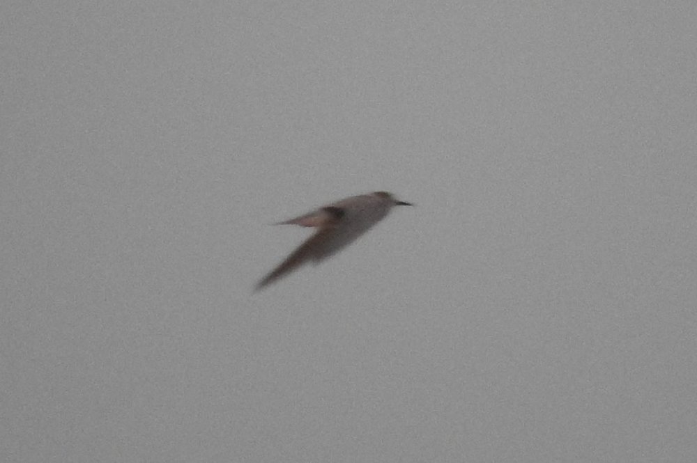 Shorebird 3 6-24-19.JPG