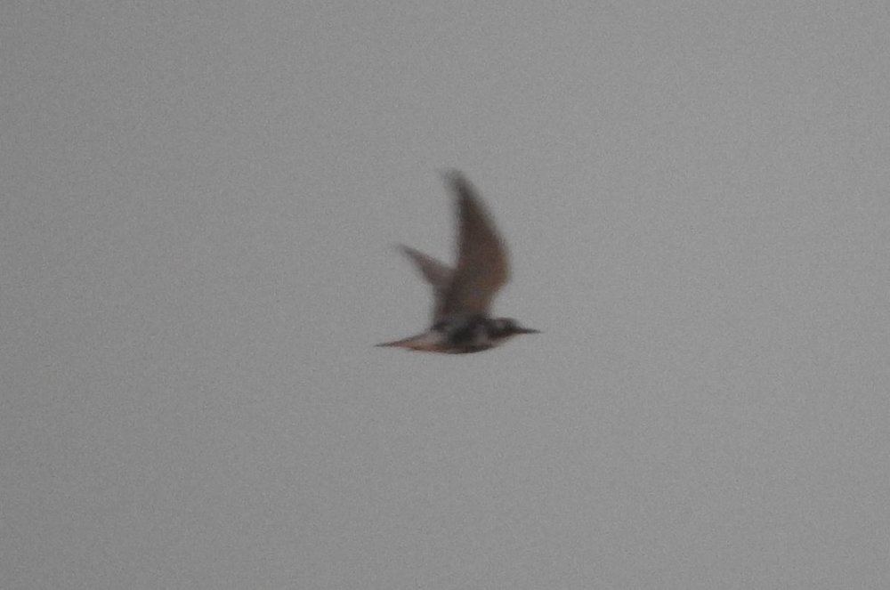 Shorebird 2 6-24-19.JPG