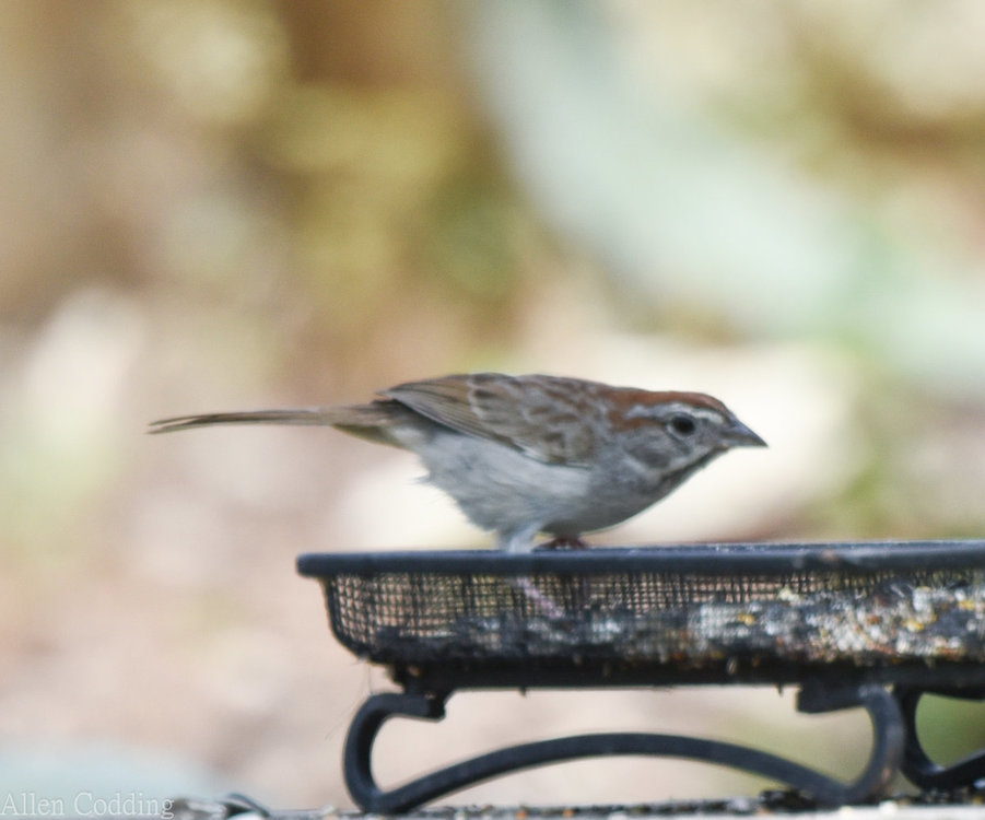 Sparrow ID 2.jpg