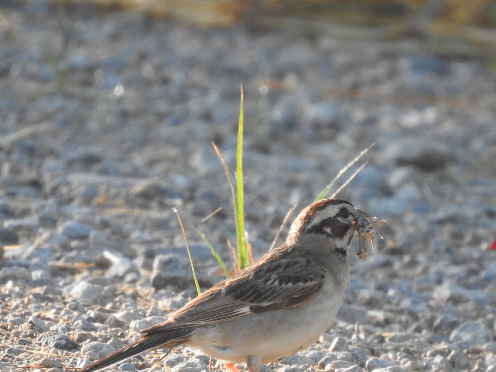 DSCN6785.JPG