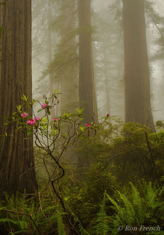 Redwood-Rhody.jpg