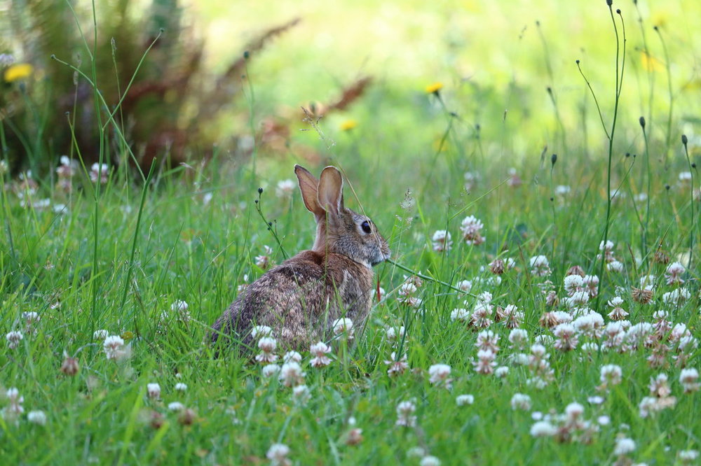 bunny_momma_6462.thumb.JPG.edfcf5f38a936900680cb00b624547f5.JPG