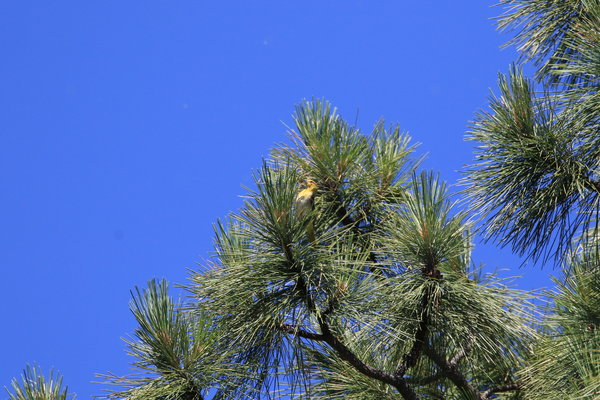 Female Yellowbird 2.JPG