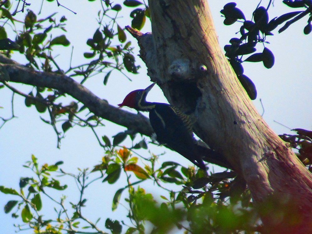 Lineated Woodpecker.JPG