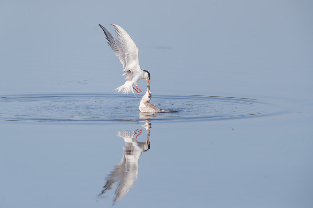 Forster Terns - Feeding Time.jpg