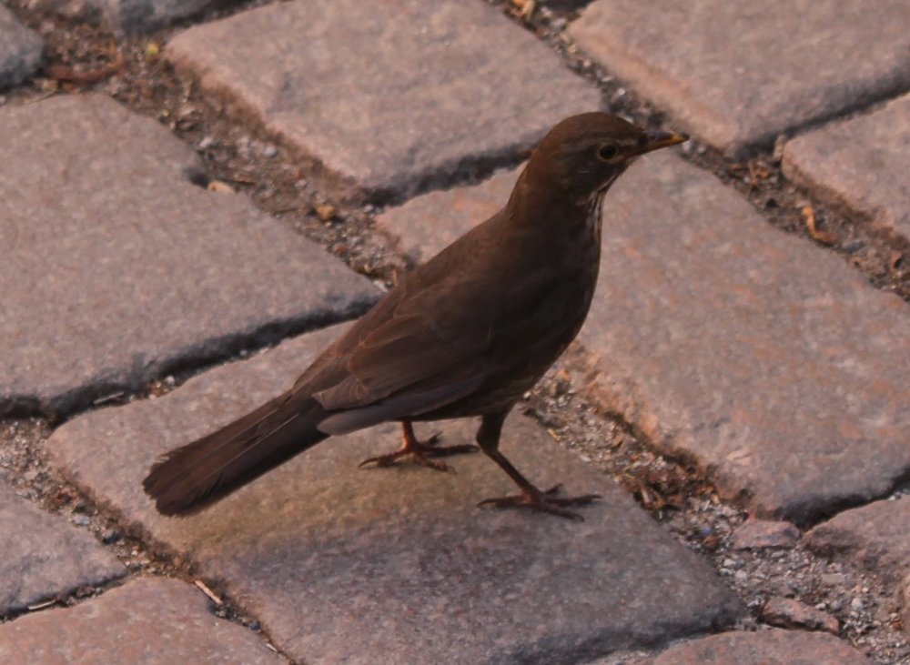 Brown bird Talinn.jpg