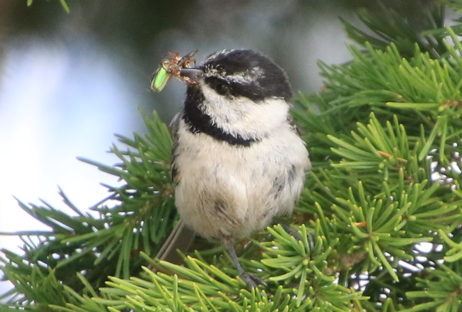 Chickadee - Crater Lake OR - 4.PNG
