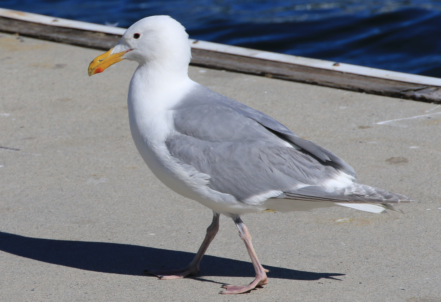 Gull - Vancouver - 2.PNG