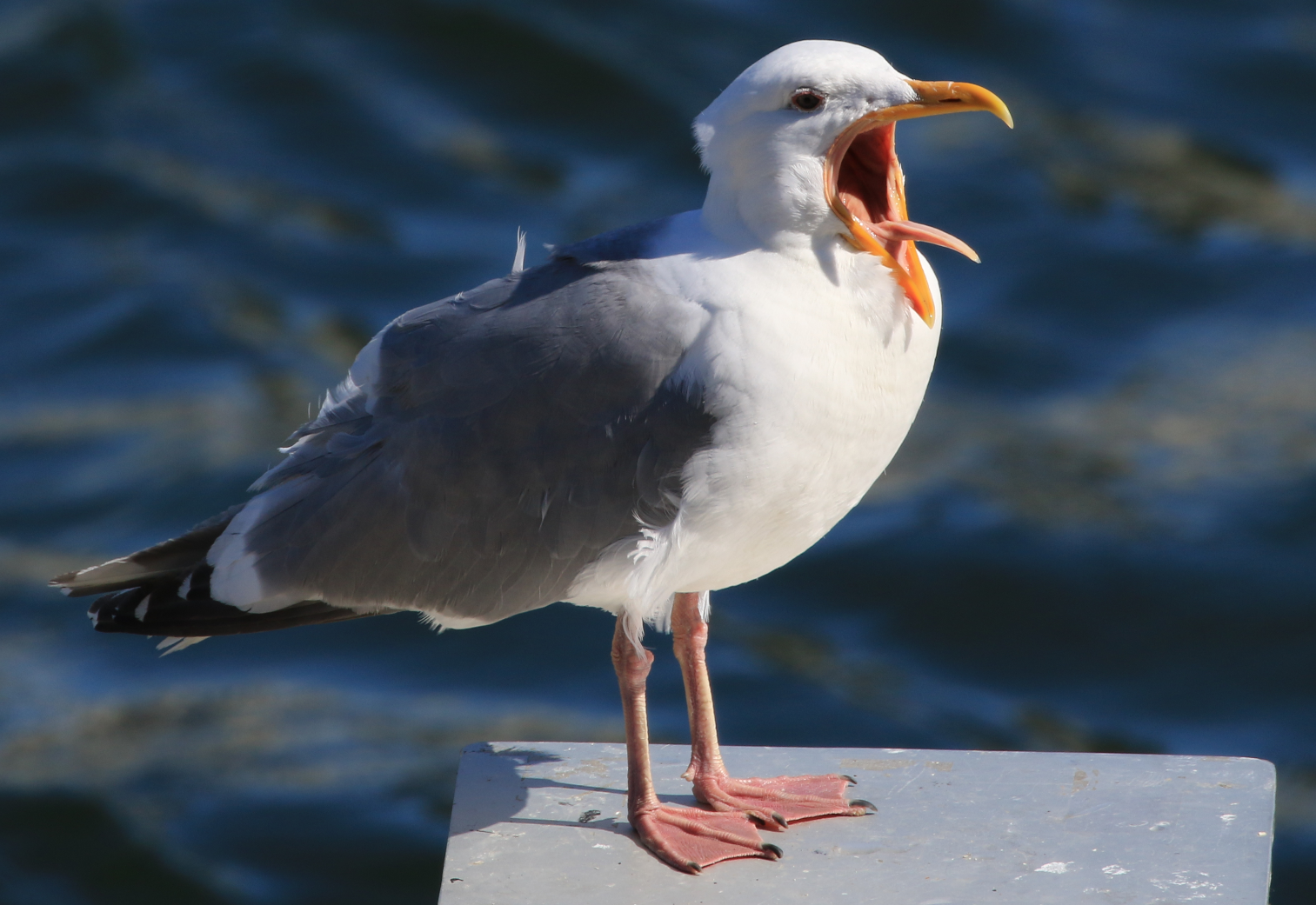 Gull - Vancouver - 4.PNG