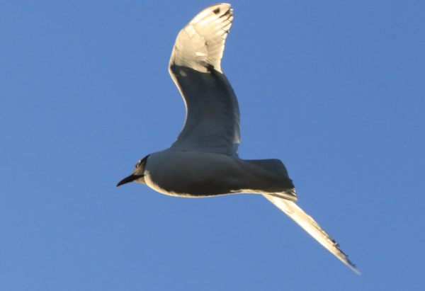 Klamath OR - Gull - 2.PNG