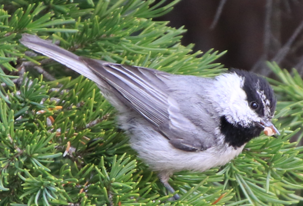 Chickadee - Crater Lake OR - 3.PNG