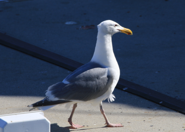Gull - Vancouver - 1.PNG