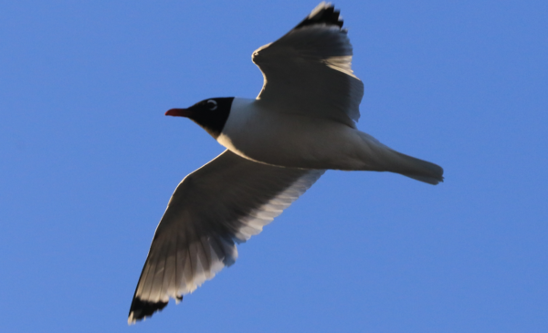 Klamath OR - Gull - 1.PNG