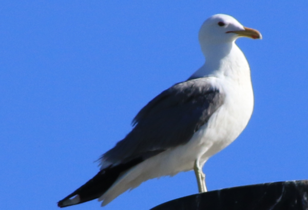 Gull - California - 5.PNG