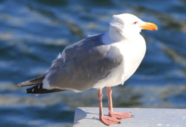 Gull - Vancouver - 3.PNG