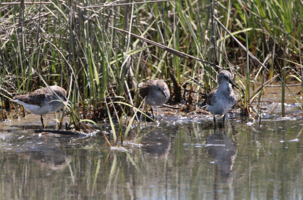 Semipalmated Sandpiper - 1 -.PNG