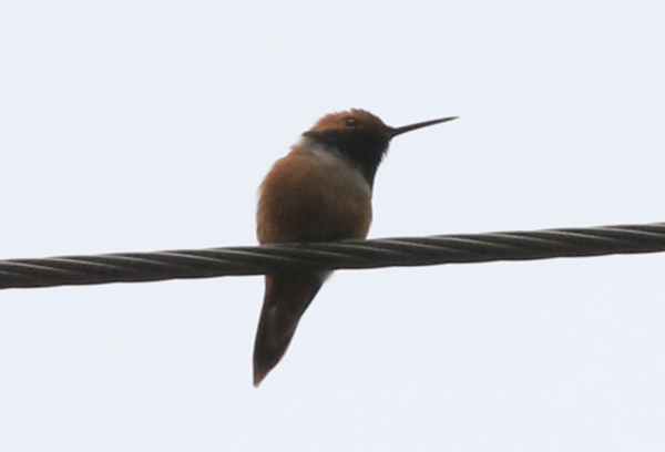 Hummingbirds - 1.PNG