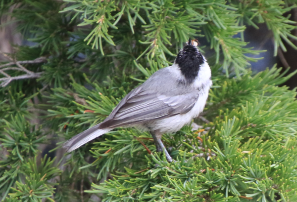 Chickadee - Crater Lake OR - 2.PNG