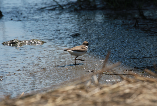 Semipalmated Plover - 3.PNG