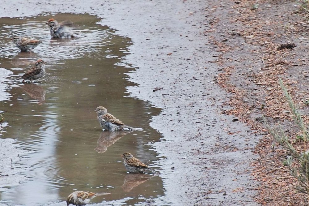 unidentified bird_YNP Aug19_4890.jpg