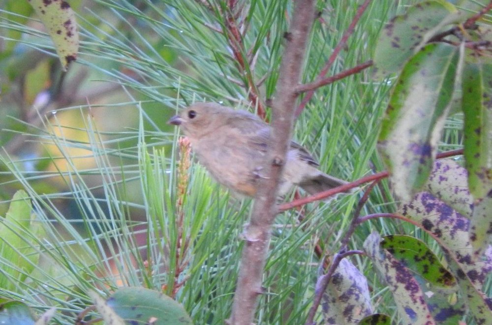 titmouse 1.JPG