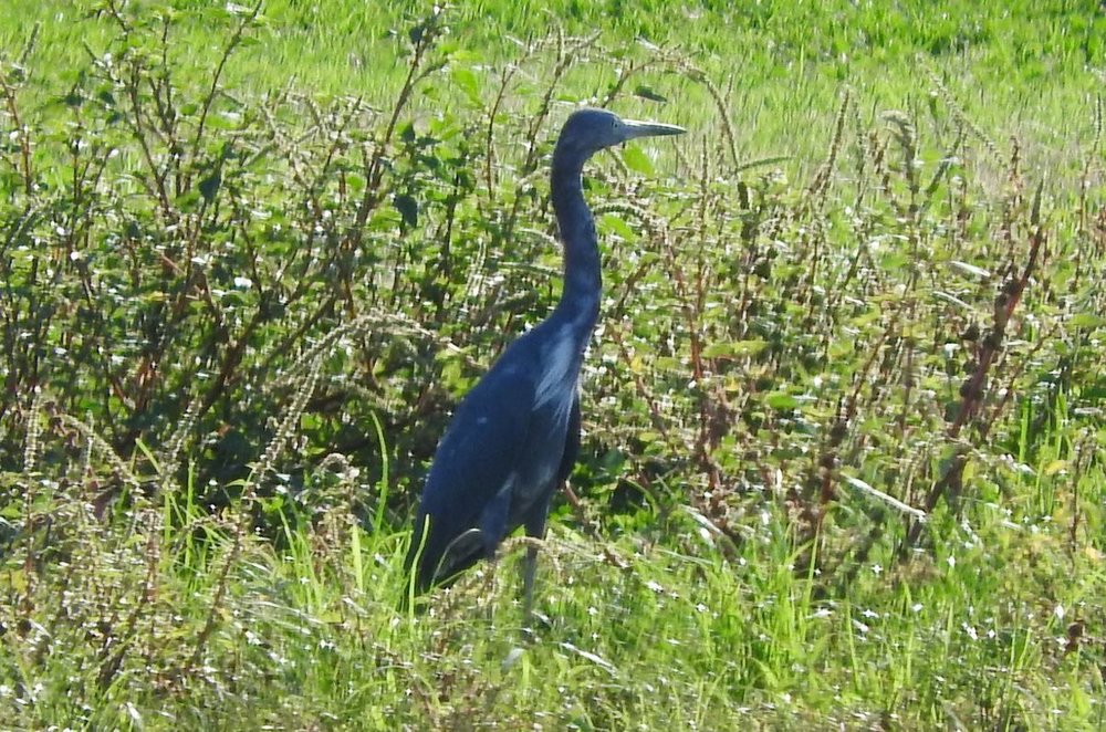 Little Blue Heron 1 8-29-19.JPG