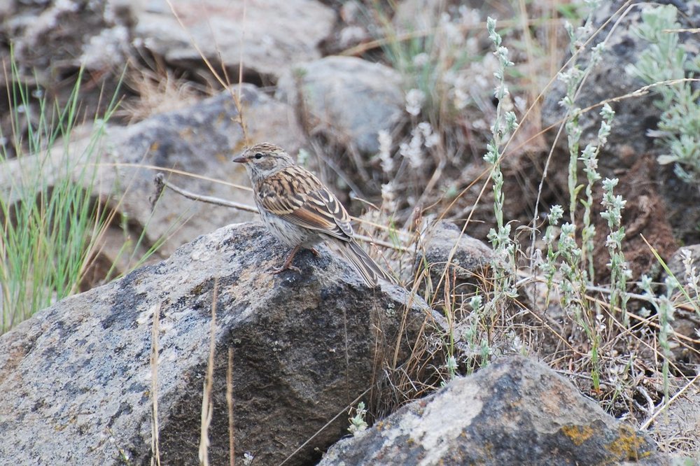 unidentified bird_YNP Aug19_4896.jpg