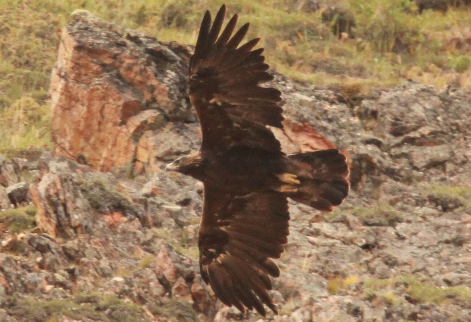 Golden Eagle - 1.PNG