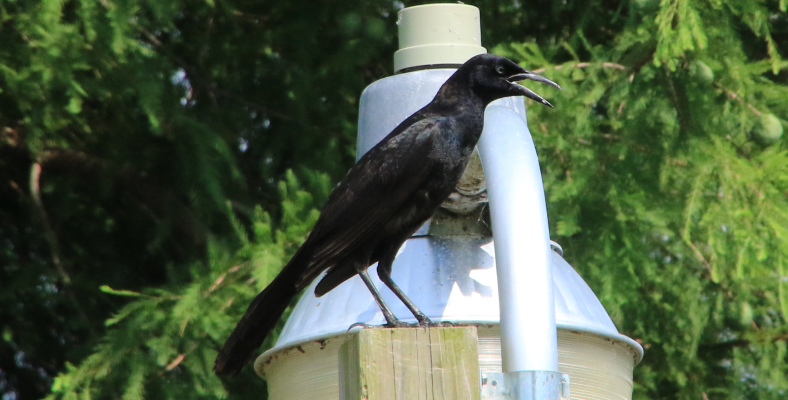 Grackle - Male - 2.PNG