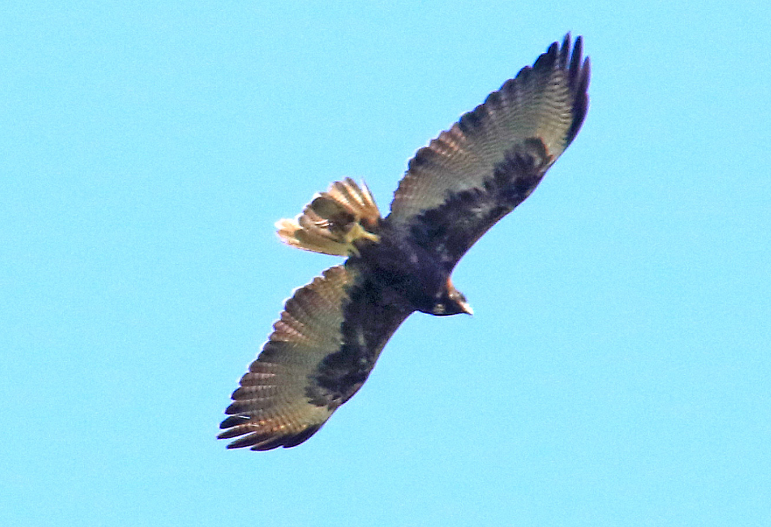 White-tailed Hawk - 5.PNG