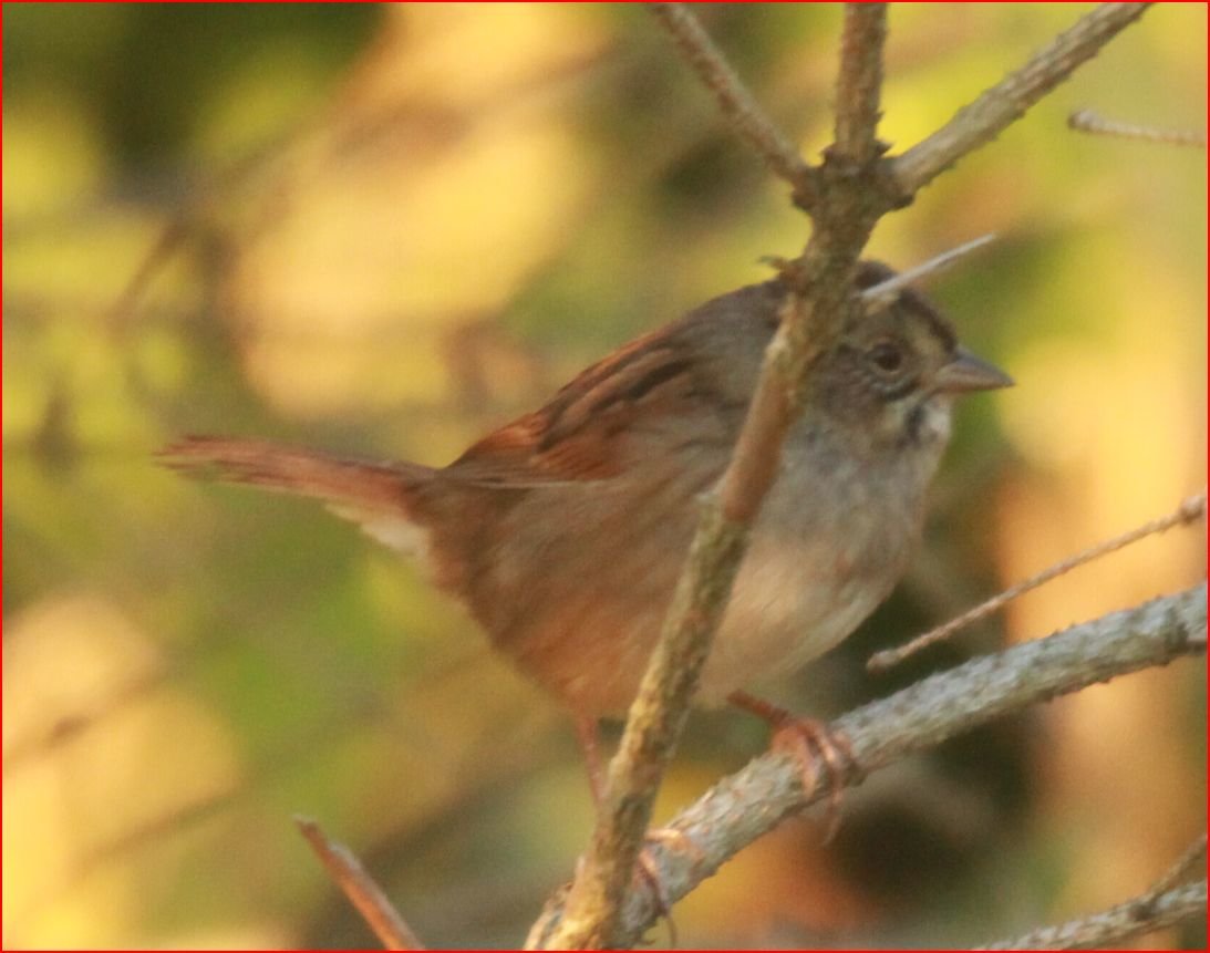 Swamp Sparrow - 1.JPG