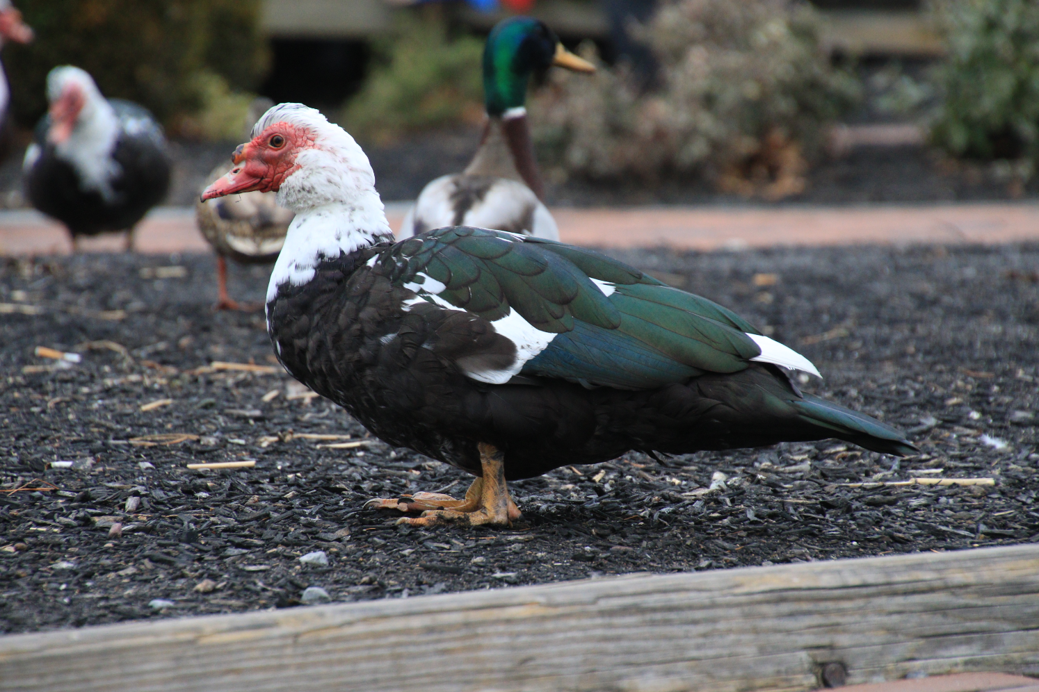 Muscovy Duck - 2.PNG