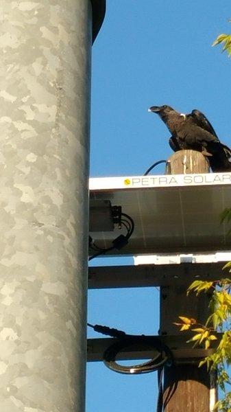 African Crow in US 2.jpg