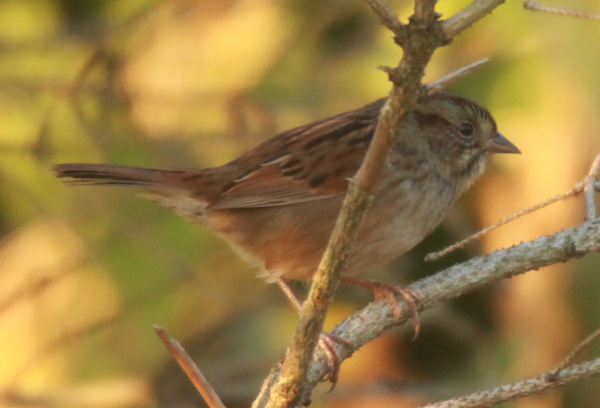 Swamp Sparrow - 2.PNG