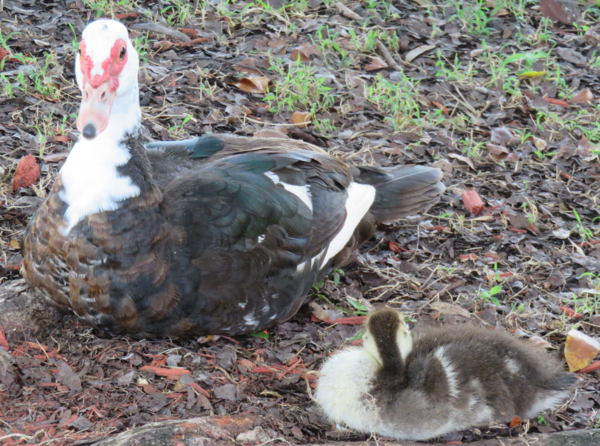 Muscovy Duck - 1.PNG