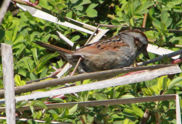 Swamp Sparrow - 4.PNG