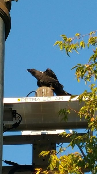 African Crow in US 1.jpg