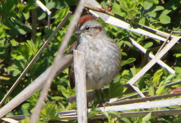 Swamp Sparrow - 3.PNG