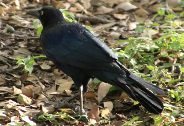 Grackle - Male - 1.PNG