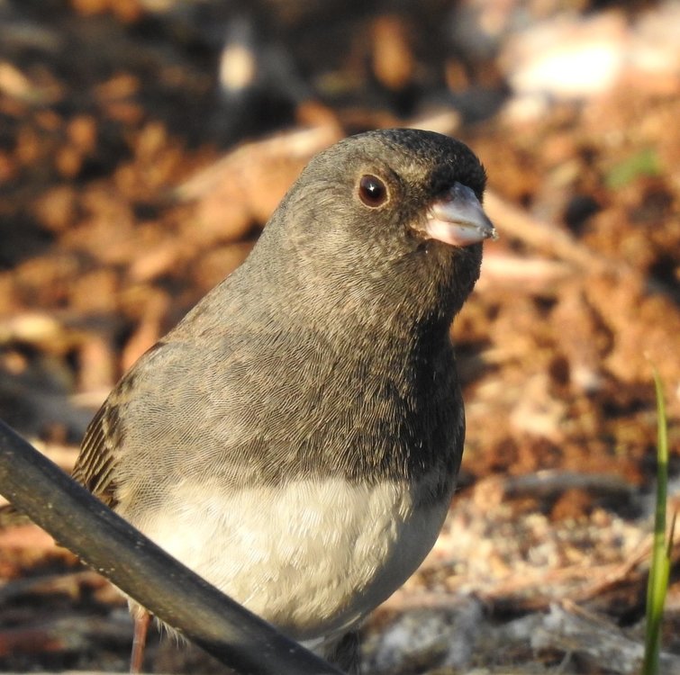 junco dark eyed (2).JPG