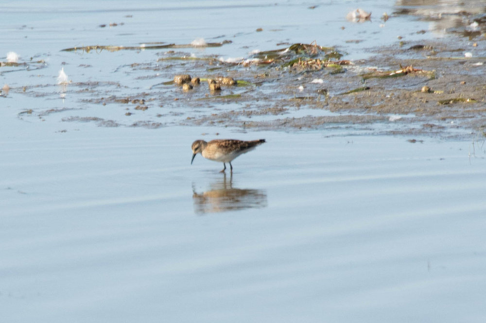 Least Sandpiper for ID.jpg