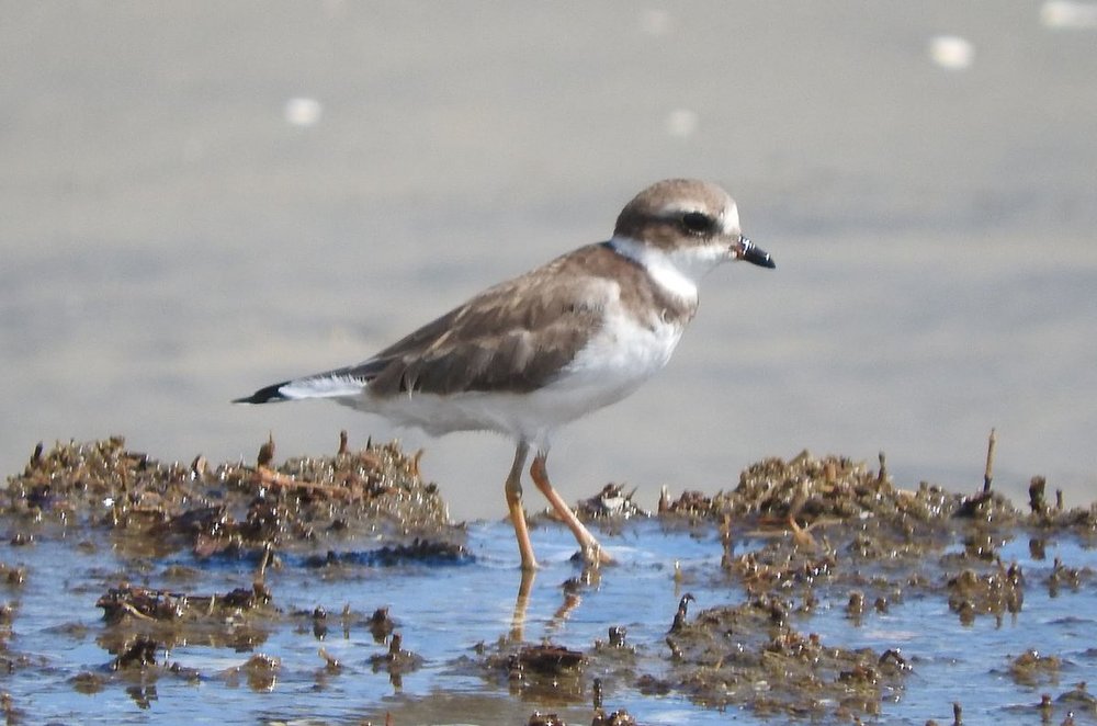 Semipalmated Plover 9-2-19.JPG