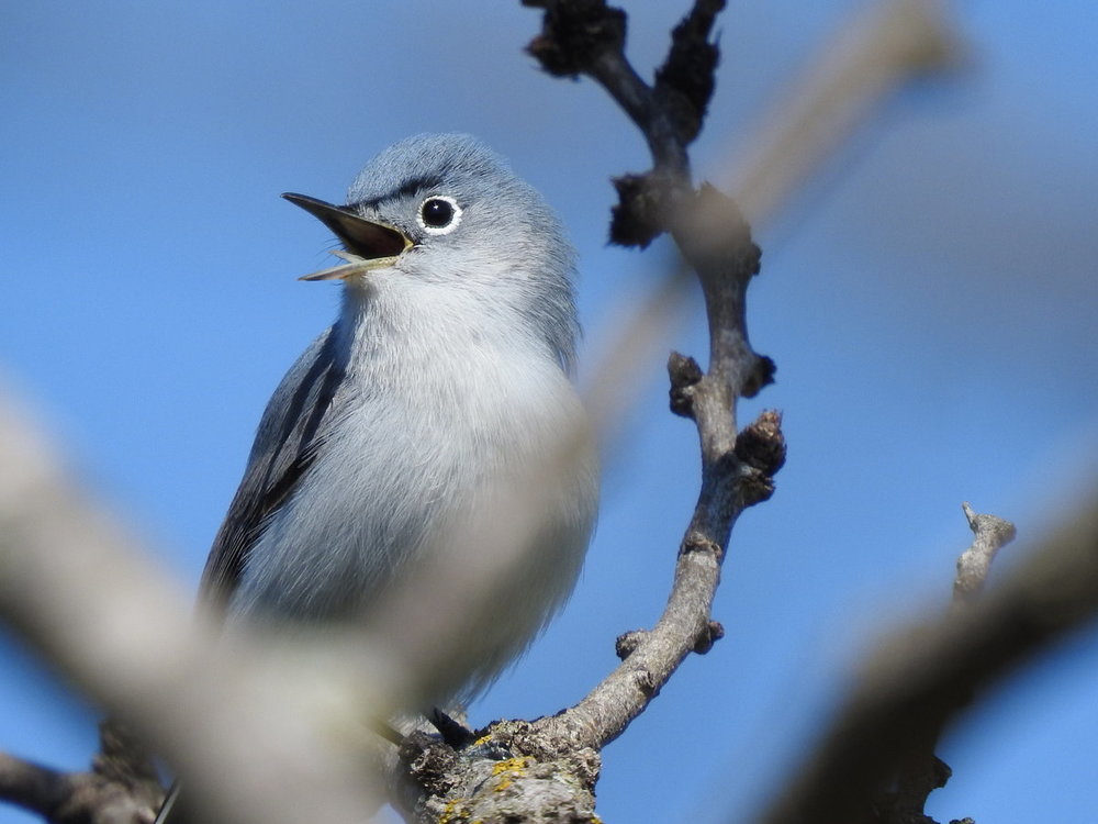 gnatcatcher, blue-gray (4).JPG