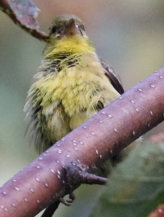 Female 3.jpg