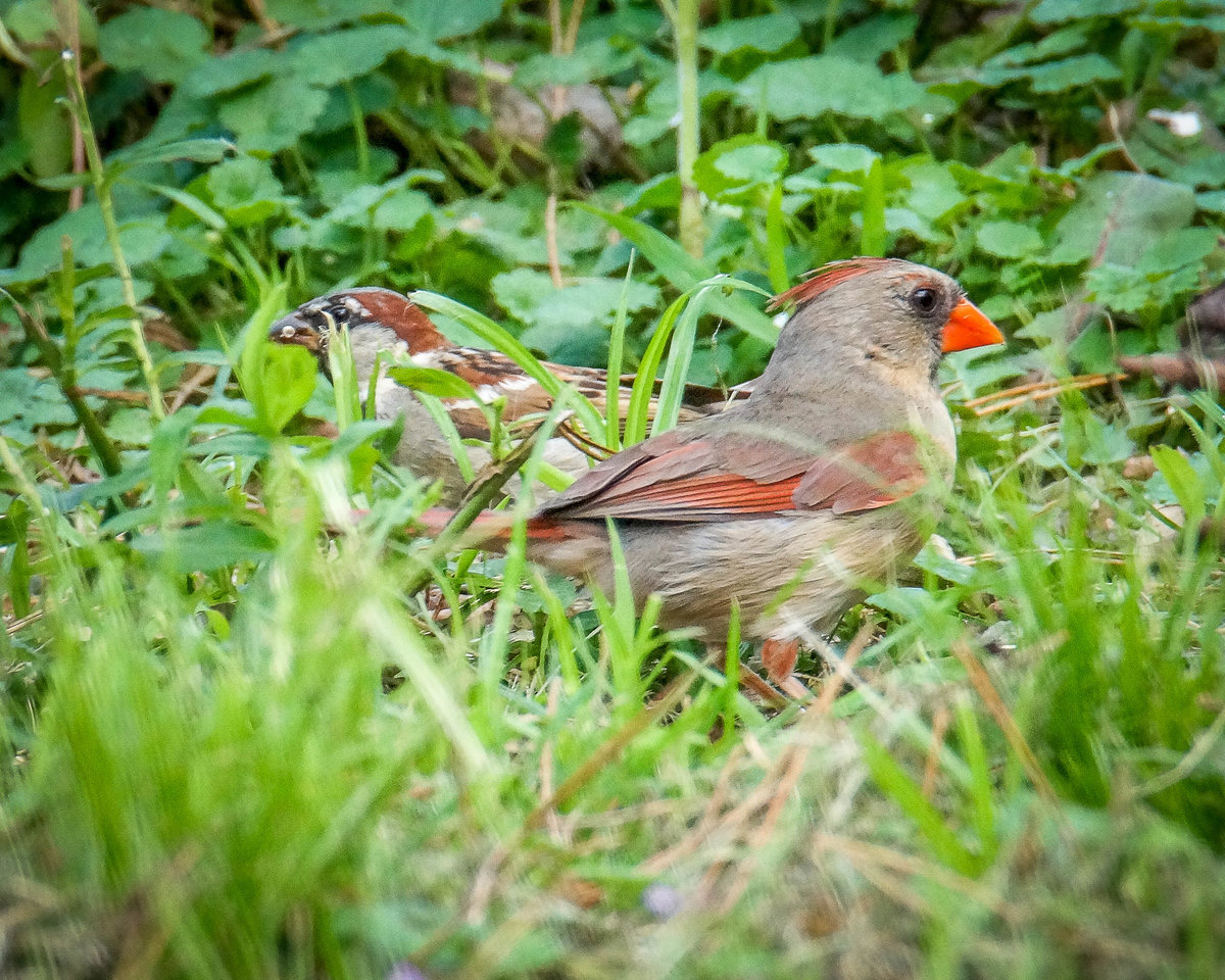 trying-to-identify-bird-with-red-on-back-of-head-help-me-identify-a